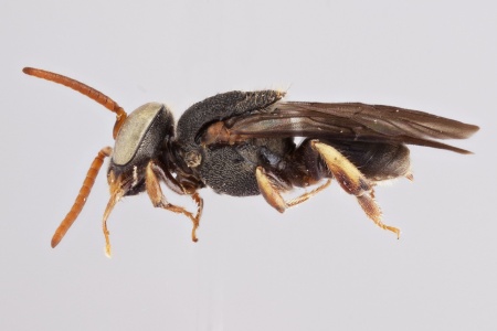 [Nannotrigona testaceicornis male (lateral/side view) thumbnail]